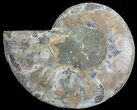 Agatized Ammonite Fossil (Half) #68825-1